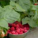 Aghajani raspberry farm in Sangar Gilan