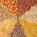 Agricultural products, sale of fodder corn in Isfahan, Natanz