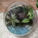 Star Planet produces all kinds of terrariums in the paludarium glass garden planetarium in Tehran