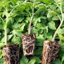 Sabzdasht greenhouse, production of tomato and pepper seedlings in Marvdasht