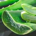 Regberg Shop, wholesale sale and export of aloe vera leaves in Tehran