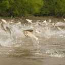 Rajabzadeh thermal fish production and propagation, thermal fish production and breeding in Langrod, Gilan