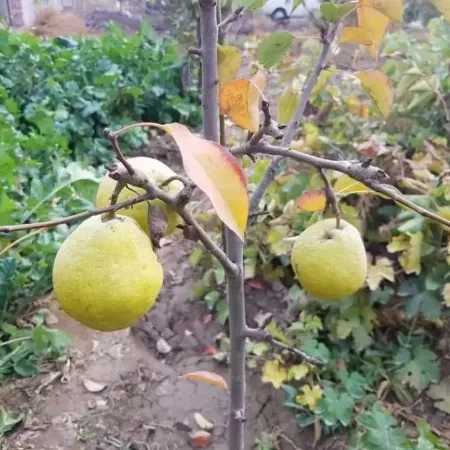 1716276398352.webp