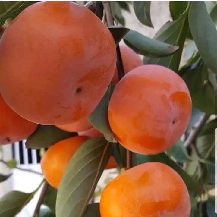 1716276973995.webp