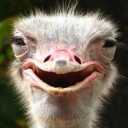 Nok Gold ostrich breeding farm, sale of ostrich products in Arak