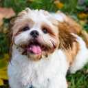 Danny Pat, cat guard dog training and domestic pets in Tehran