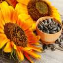 Amanalo sunflower seeds, wholesale sale of sunflower seeds in Zanjan
