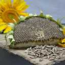 Khoshbar Akbari, wholesale sale of sunflower seeds in Tehran