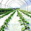 Tamasha Plast, production of greenhouse and bubble agricultural nylon in Isfahan