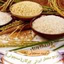 Dawood rice, sale of northern quality rice in Minodasht