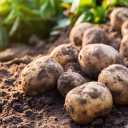 Wholesale buying and selling of Kamali potatoes and onions in Kerman
