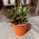 Oxygen Greenhouse, production and sale of all kinds of flowers and plants in Karaj