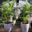 Erica's Greenhouse, selling all kinds of branched and potted flowers in Rasht