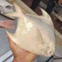 South fish store, sale of shrimp and lobster marine products in Bushehr