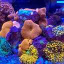 Redsi Aquarium, installation and operation of salt water aquarium in Ahvaz