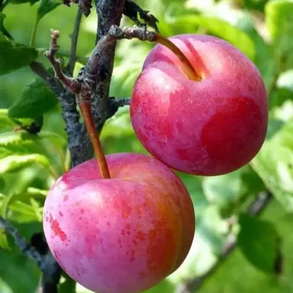 1735807897945.webp