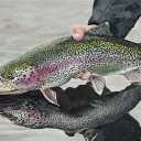 Laleh Al -Fish Eye Company, Salmon Baby Breeding in Mashhad