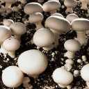 Mushirgari Mushroom Village, Breeding and Sale of Button Mushroom in Tehran