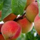خوخ من Maple Mountain ، وتوفير الخوخ في جوليستان