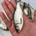 Hashemi's fishing, production and sale of Amor Carp Baby Baby in Sari Mazandaran