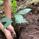 Beneficent Greenery, Production and Sale of Seedlings in Miandoab