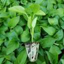 Behkin Company, Production and Sales of Treatment of Vegetables and Vegetables in Karaj