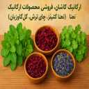Modern organic, wholesale and partial dill sale in Kashan