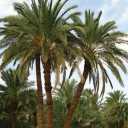 Skilled Palm Navasi, Date Palm Supplier in Khuzestan