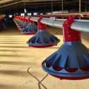 Sample Poultry Company, Production of Poultry Equipment in Qazvin Spa
