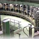 Welfare Welfare Company West Rood, City of Kurdish Livestock Equipment Sale Corporation