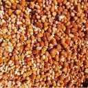 Golestan Nuts, Sale of Blossom Powder and Seedlings in Shahroud