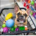 Sahand Pet Shop, Sale of Animal Foods in Tabriz