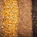 Moghimi Brothers Trading, Sale of all kinds of livestock inputs in Khuzestan