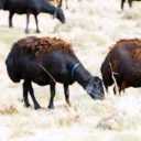 Ehsan Lotfi Livestock, Buy and Sale of Live Ghezel Afshar Sheep in Miandoab