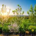 Pour Abbas Nursery, Production of Dear and Early Seedlings in Miandoab