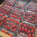 Surveying Maghsoudi, Fruit and Fruit Exports in Jiroft