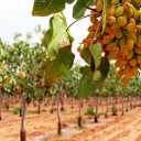 Green emerald pistachio nursery, sale of grafted and non-grafted pistachio seedlings in Mehriz