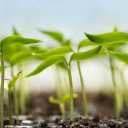 Sadaqat Nursery, production and export of potted seedlings in Aliabad Katul