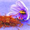 Yousefi saffron city store, selling original saffron in South Khorasan
