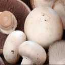 Pearl mushroom production, mushroom production and distribution in Kalachai