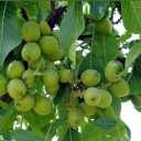 Lush Azizi nursery, production of fruit seedlings in Miandoab