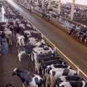 Qazvin Livestock Terminal, buying and selling cows and calves in Abik