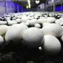 Ara mushroom farm, production and sale of mushrooms in Garmsar
