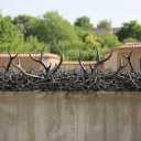 Production of pine, production and sale of deer antler protection and bush in Babylon, Mazandaran