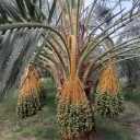 Good manners date trader, export of additional Bam and summer dates