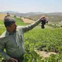 The leading grape growers of the West, sale of grape seedlings in Marivan, Kurdistan