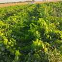 Green Nursery, Dasht Ghahrmani, sale of Iranian and foreign grape seedlings in Qazvin
