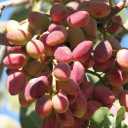 Javanroud Raziani nursery, sale of certified pistachio and almond seedlings in Kermanshah