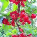 Tala Sabz nursery, sale of fruitful and non-fruitful seedlings in Miandoab