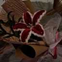 Eternal flower, fabric and sale of lampshades in Razavi Khorasan
